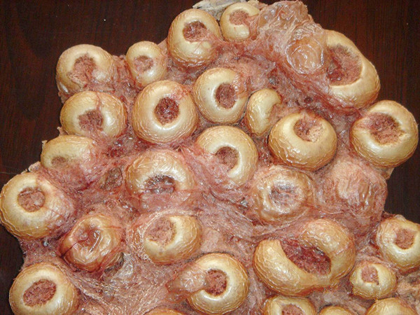 銀川伊百盛生物工程有限公司 銀川伊百盛生物工程有限公司